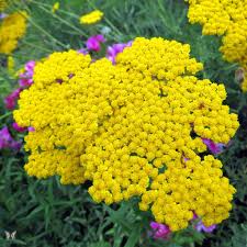 Maybe you would like to learn more about one of these? Arbustos Bajos Con Flores Novocom Top