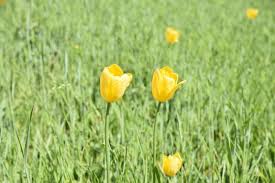 Image result for Liliaceae