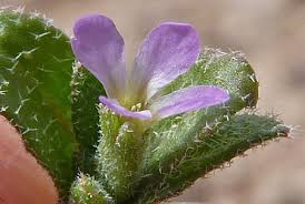 Image result for Stipularia africana