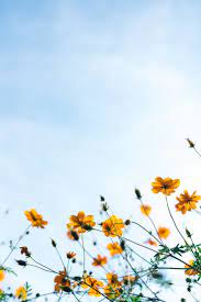Yellow Flowers Spring Landscape Photos Spring Wallpaper Spring Landscape
