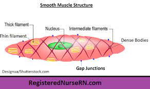 It is the pen diagram of skeletal, smooth and cardiac muscle for class 10, 11 and 12. Smooth Muscle Anatomy Mnemonic Contraction Multi Unit Vs Single Unit