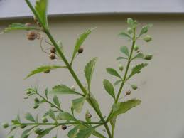 Image result for Scoparia dulcis