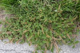 Image result for Amaranthus deflexus