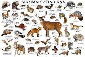 Mammals Of Indiana Poster Print Indiana Mammals Field Guide Animals Of Indiana Mammals Poster Prints New York Poster