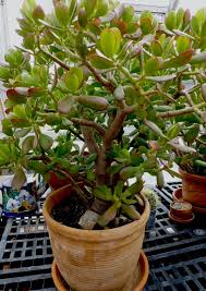 Image result for Diclis ovata