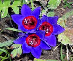 Image result for Xerophyta scabrida