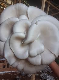 Farmers working in a field