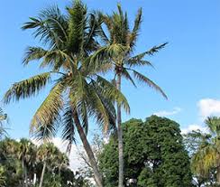 More images for how fast do palm trees grow in florida » Top 10 Most Popular Florida Palm Trees With Pictures