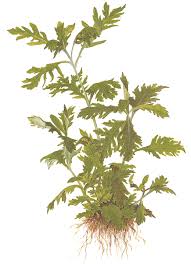 Image result for Hygrophila spiciformis