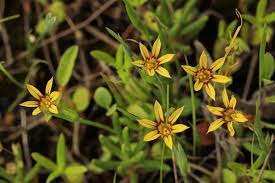 Image result for Sisyrinchium micranthum