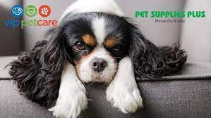 Our vets and support staff have the experience and expertise to provide the best care that is right for your pet. Vip Petcare Vet Clinic Pet Supplies Plus Sanford Fl 23 May 2021