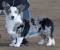 Double Merle Blue Merle Corgi