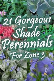It's best to grow the plant in an area that has average moisture and offers partial shade. Pin On Garden