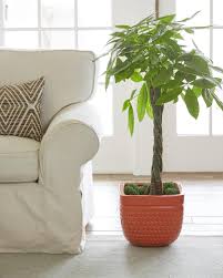 Money plant indoor near me. How To Grow And Care For A Money Tree Plant Hgtv
