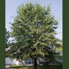 Image result for Quercus