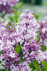 Image result for Syringa meyeri ´Palibin