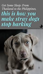 Ever Wondered How To Make Stray Dogs Stop Barking This Short Article Will Tell You How And Provide A Free Sol Puppy Whining Dog Crying Puppy Whining At Night