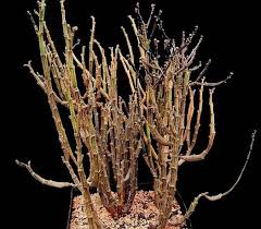 Image result for Euphorbia platycephala