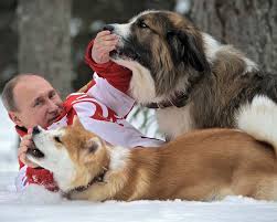 foto dnya v putin i ego sobaki obshestvo rbk