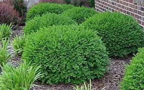 This slow growing evergreen will reach 2 feet tall and wide at maturity. 20 Best Boxwood Shrubs To Plant Boxwood Bush And Hedge Ideas