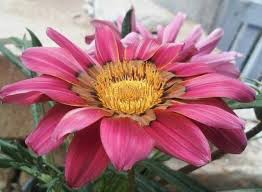 Namun, warna bunga mawar merah ternyata memiliki makna yang lebih dari itu. Bunga Matahari Pink Steemit