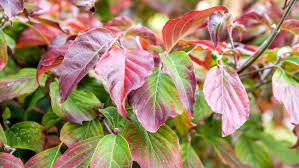 White flowering dogwood tree leaf identification. 12 Species Of Dogwood And Trees