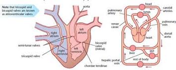 Heart Structure Function Biology Revision Are you fascinated with anatomy, or looking to take your drawing skills to the next level? heart structure function biology