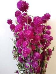 Bulk buy dried flowers online from chinese suppliers on dhgate.com. Clover Flowers Dried Bunch Pink Wholesale Dried Flowers Shop