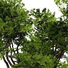 Image result for Sterculia africana