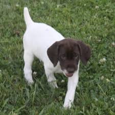 German shorthair puppies, pointing griffon puppies. German Shorthaired Pointer Puppy Dog For Sale In Rock Valley Iowa
