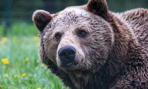 All bears are carnivores but in. A Bear Showed Up To The Match With Aaron Rodgers And People Had Jokes