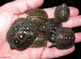 Eastern Box Turtle Care Sheet