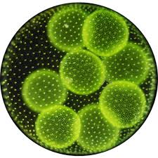 Image result for algae