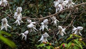 Image result for Magnolia White 1980 Amos and Sons
