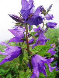 Pin On Flowers