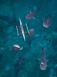 Swimming with whale sharks : r/thalassophobia