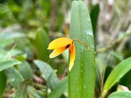 Image result for Bulbophyllum stolzii