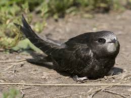 Aujourd Hui C Est La Journee Mondiale Des Martinets Comme le martinet noir est un oiseau exclusivement insectivore, en hiver, lorsque la neige tombe en russie, il est difficile pour les oiseaux de se nourrir: mondiale des martinets