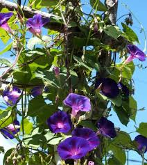 Image result for Hippocratea graciliflora