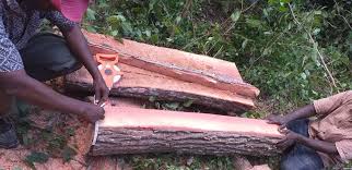 Image result for Manilkara sansibarensis