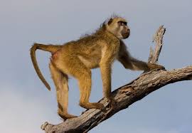 Chacma Baboon Papio Ursinus Baboon Animals Primates
