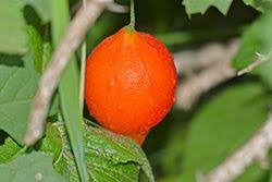Image result for Momordica balsamina