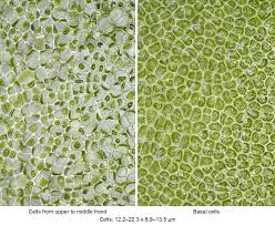 Image result for Ulva rigida