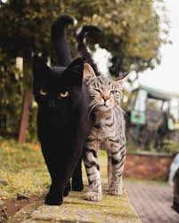 Cat Body Language What Do Tail Twitching And Chin Rubbing Mean Cattime Cute Cats Animals Cats
