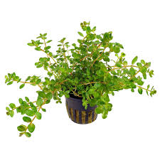 Image result for Rotala submersa