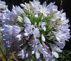 Image result for Agapanthus praecox