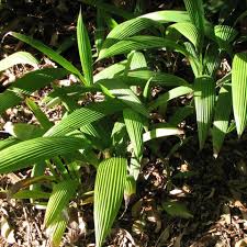 Image result for Curculigo pilosa