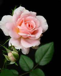 Free Image On Pixabay Flower Pink Rose Bloom Plant Rose Blooming Rose Bloom