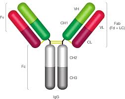 Secondary Antibodies