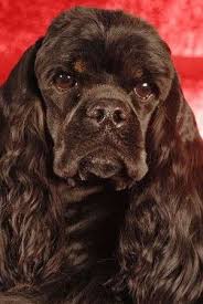 123rf millions of creative stock photos vectors videos and music files for your inspiration and american cocker spaniel cocker spaniel black cocker spaniel